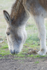 Burro comiendo hierba en un prado.