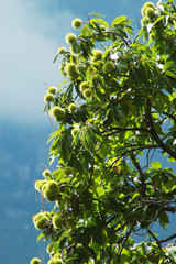 Sweet european chestnut tree in Castagniccia, Corsica