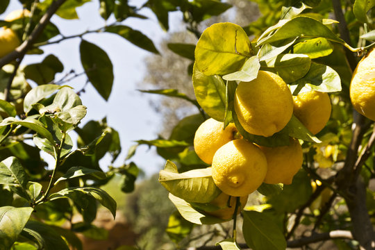 Limoni di Sicilia