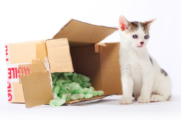 White and tabby kitten sitting outside a cardboard box