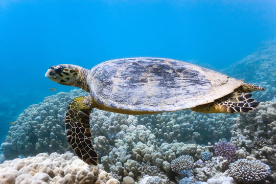 Sea turtle on the coral reef