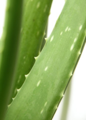 aloe