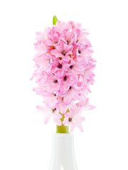 Hyazinthe in Vase