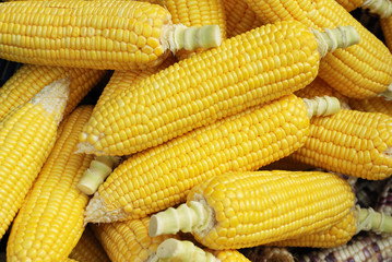Corn isolated on white