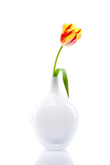 einzelne Tulpe in schöner Vase