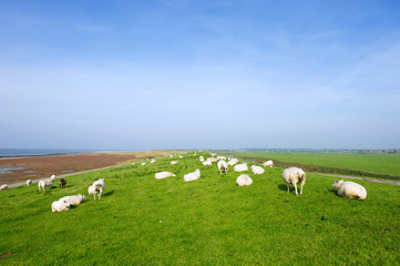 Fototapeta na wymiar Dike with sheep at Dutch Ameland