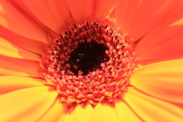 gerbera