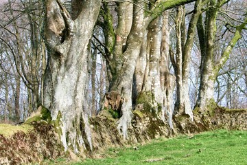 Fototapeta premium Tree Roots growing through stone wall