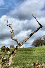 Dead Tree