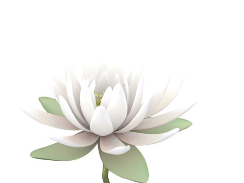 Fototapeta 3d lotus