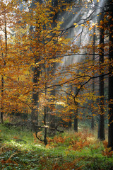 Autumn in forest