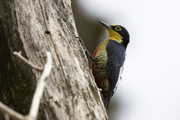 Goldmaskenspecht - Melanerpes flavifrons