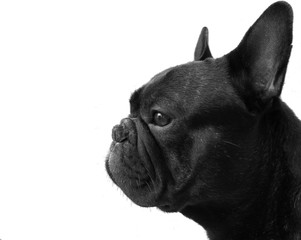 Bouledogue français chien profil noir et blanc bw nb © antikair