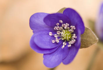 Hepatica nobilis