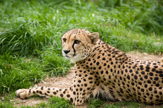 Close-up of a Cheetah.