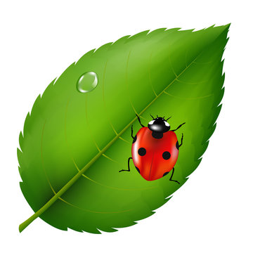 Ladybird On Leaf
