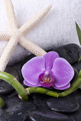 stella marina con orchidea e bambù