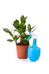 Houseplant (Zamioculcas) and spray bottle