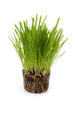Obraz premium Green grass