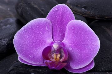 perle di rugiada su orchidea