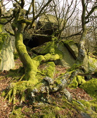 Gnarled moss covered tree and roots