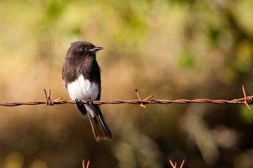 Black Phoebe
