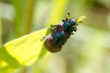 Junikäfer bei der Paarung