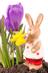Frühjahrsblüher und Osterhase