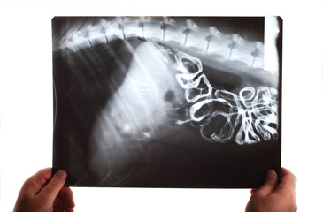 A doctor examining an abdominal x-ray of a cat