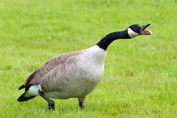 Obraz premium Hissing Canada Goose
