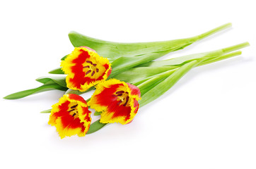 yellow tulips on white