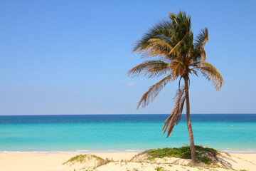 Fototapeta na wymiar Cuba - palm tree at Playas del Este beach in Havana Pr.
