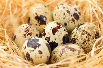 Quail eggs in hay