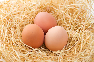 Fresh eggs in the nest