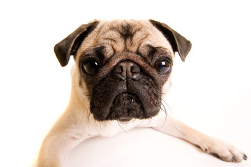 Fototapeta premium Pug Dog