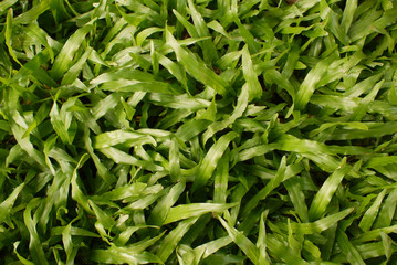 green grass background