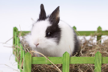Rabbit