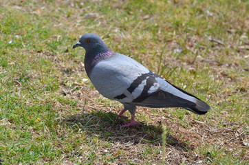 Pigeon on the lawn