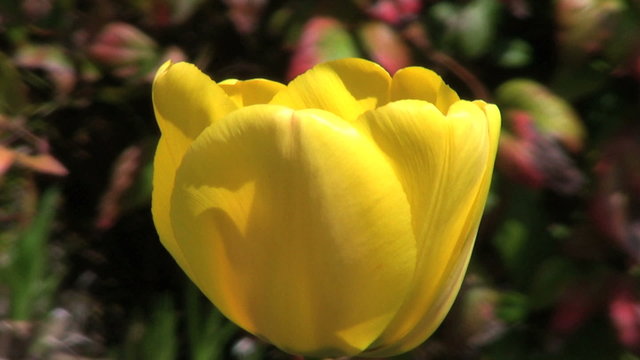 Yellow Tulip - Close Up