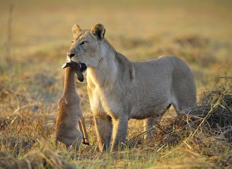Lioness with prey.