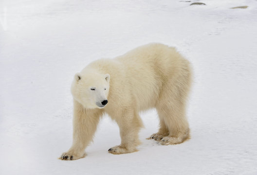 The polar bear goes on snow.