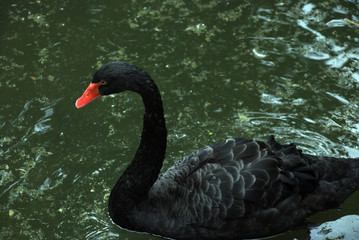 black elegant swan
