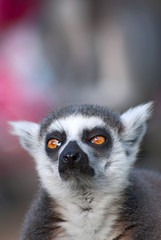 Portrait of a ring-tailed lemur (Lemur Catta)