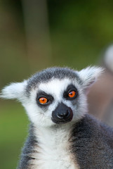 Portrait of a ring-tailed lemur (Lemur Catta)