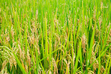 Rice paddy