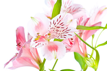 Alstroemeria Flower