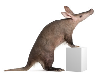 Aardvark, Orycteropus, 16 years old, standing on box