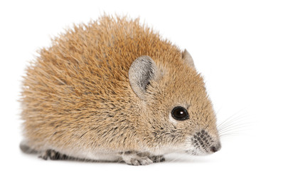 Golden Spiny Mouse, Acomys russatus, 1 year old