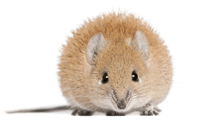 Golden Spiny Mouse, Acomys russatus, 1 year old