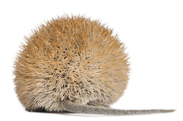 Rear view of Golden Spiny Mouse, Acomys russatus
